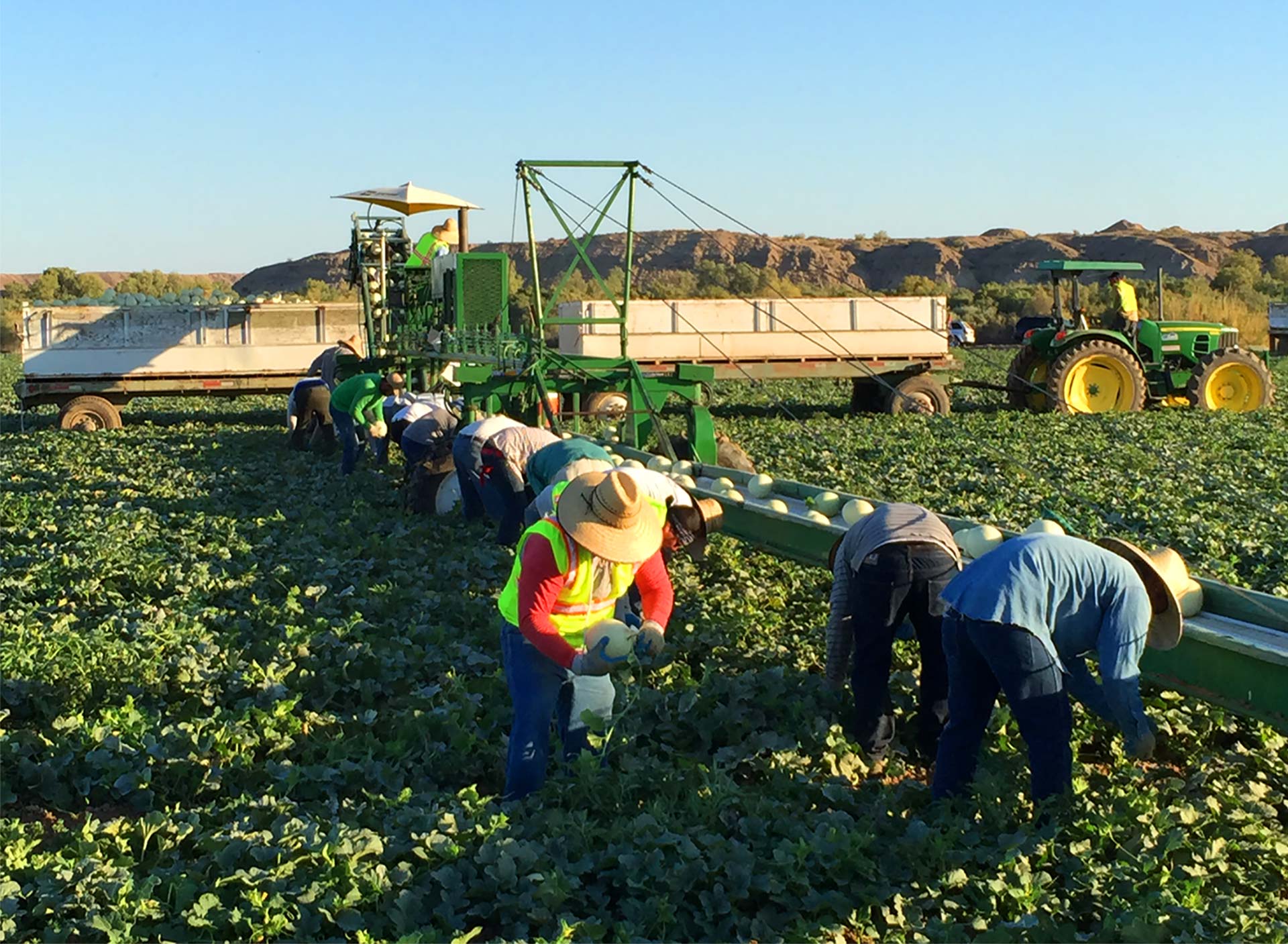Harvesting/picking melons at Fisher Ranch Corp.